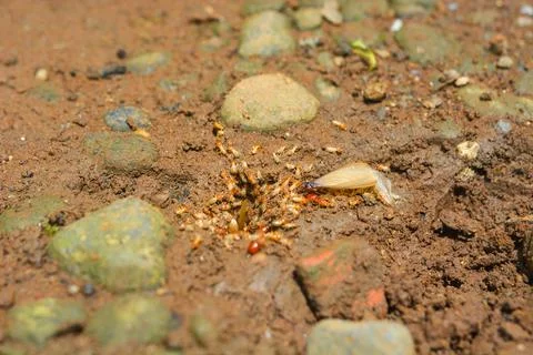 Small Worker Termites,Close-up of ants Stock Photos