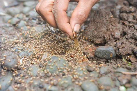 Small Worker Termites,Close-up of ants Stock Photos