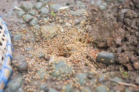 Small Worker Termites,Close-up of ants Stock Photos