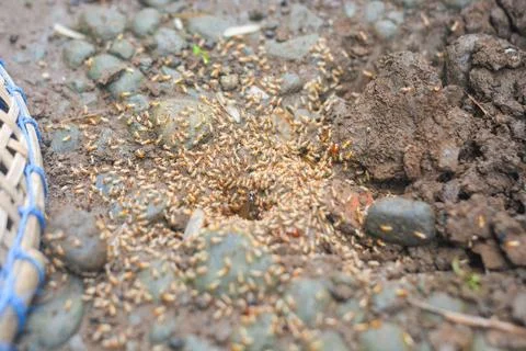 Small Worker Termites,Close-up of ants Stock Photos