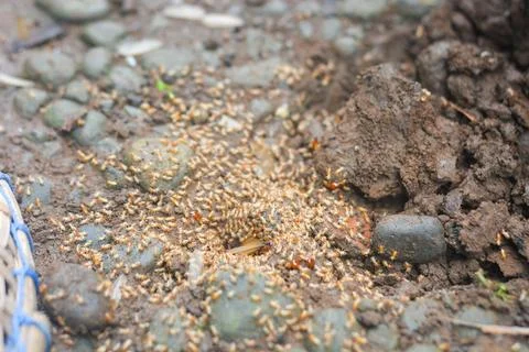 Small Worker Termites,Close-up of ants Stock Photos