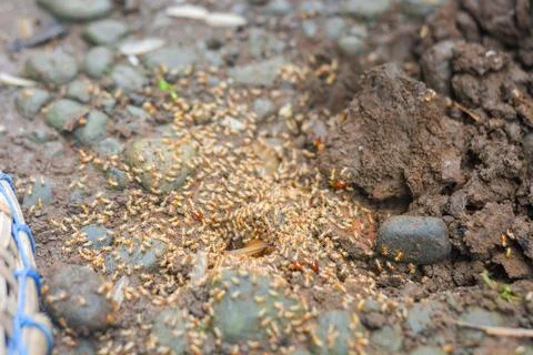 Small Worker Termites,Close-up of ants Stock Photos