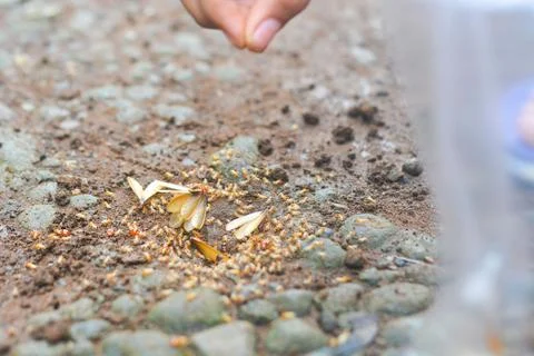 Small Worker Termites,Close-up of ants Stock Photos
