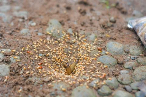 Small Worker Termites,Close-up of ants Stock Photos