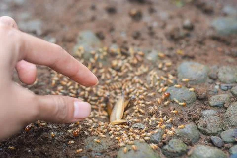 Small Worker Termites,Close-up of ants Stock Photos