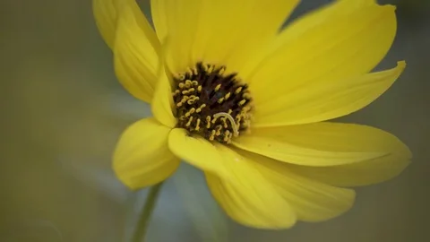 Small Worm Is Crawling On a Blooming Flower From Side Macro 4K Stockbeeldmateriaal 85268652