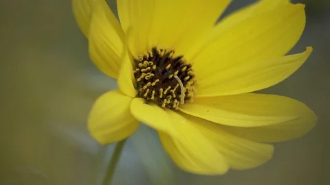 Small Worm Is Crawling On Flower Sideshot Macro 4K Stockbeeldmateriaal 85268678