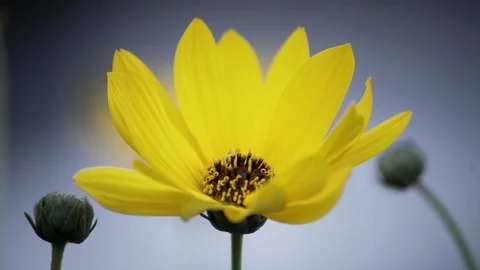 Small Worm Crawling On Yellow Flower Macro 4K Stock-Footage 85268798