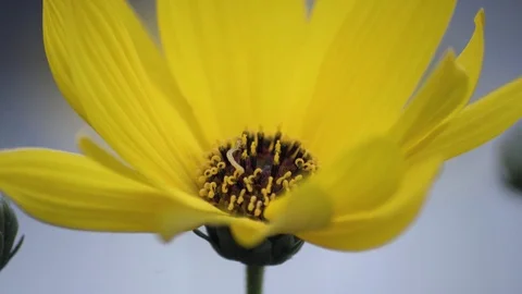 Small Worm Crawls On Yellow Flower Macro 4K Stockbeeldmateriaal 85268703