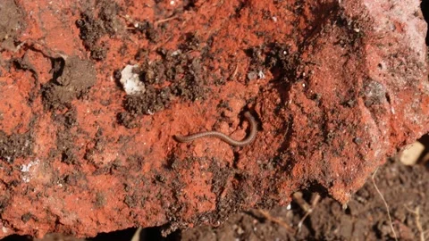 Small Worm 库存影片 333913219