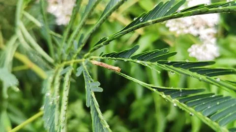 Small worm on green leaf in nature Stock Photos
