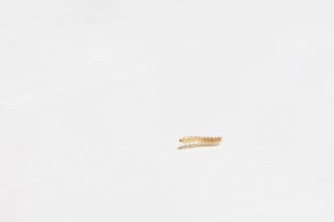Small worm on a white surface Stock Photos
