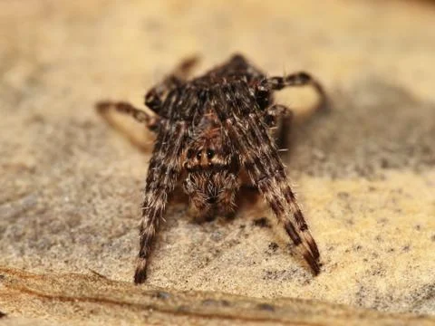 Small wrap around spider on concrete Stock Photos