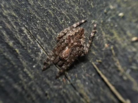 Small wrap around spider on tree Stock Photos