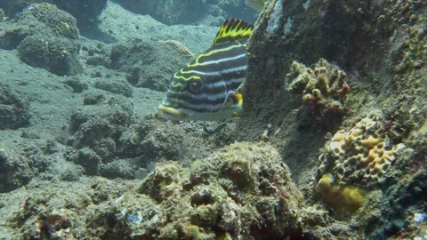 A small wrasse cleans a fish of parasites Vídeos de archivo 319433743