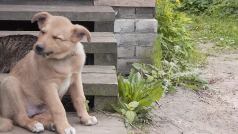 A small yard puppy chews a blade of grass sitting by the porch of the house. Stock Footage 157287359