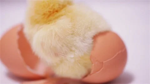 Small Yello Chicken Stock Footage 44212326