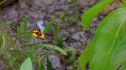 Small yellow and red Coreopsis tinctoria flower blooming in a green garden Stock Footage 340579780