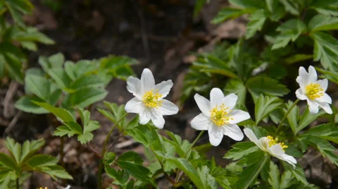 Small yellow and white flowers in the woods Stock Footage 63323843
