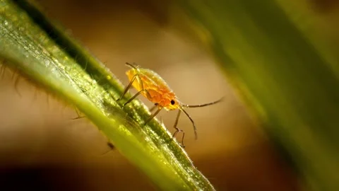 Small yellow aphid standing on green leaf in sunlight Stock Footage 340803426