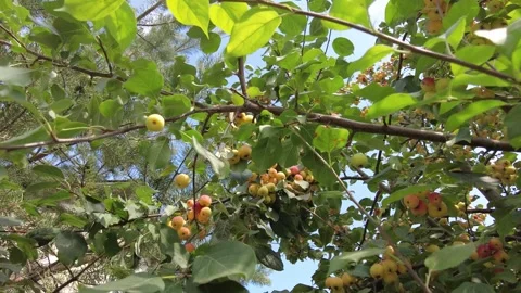 Small yellow apples 動画素材 159726199