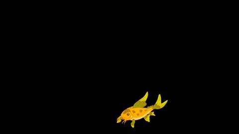 Small Yellow Aquarium Fish .Alpha Matte. Stock Footage 89332633