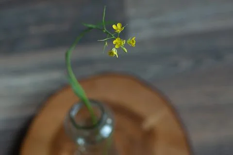 A small yellow arugula flower stands on the sawing of a tree Stock Photos