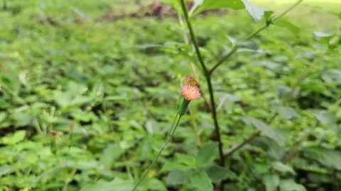 Small yellow bee pollinating a small pink flower of creeping thistle Stock Footage 98765158