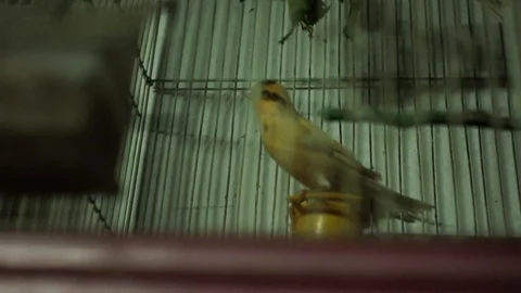 Small yellow bird in a cage Video stock 121528473