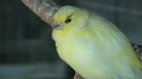 Small yellow bird Stock Footage 21487337
