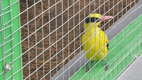 Small yellow bird Stock Footage 297585274