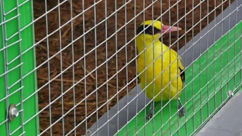 Small yellow bird Stock Footage 297640230