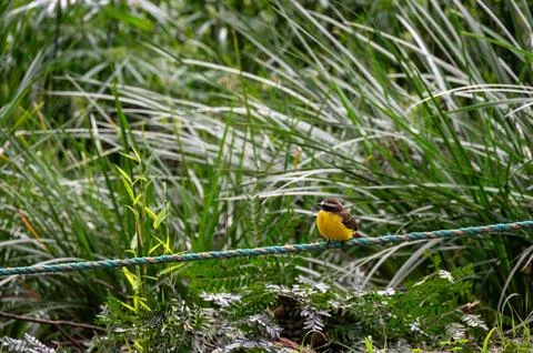 Small yellow bird perched on a rope, surrounded by lush green vegetation. Stock Photos