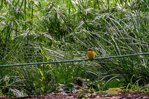 Small yellow bird perched on a rope, surrounded by tall grass. Stock Photos