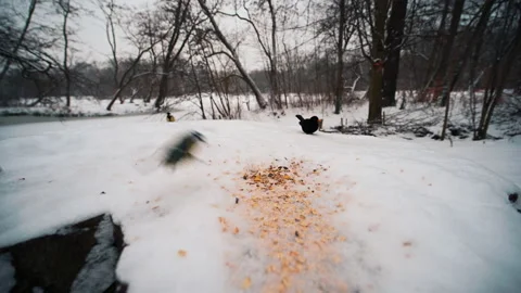 Small yellow bird picking up a seed from a stump covered with snow Video stock 148168508