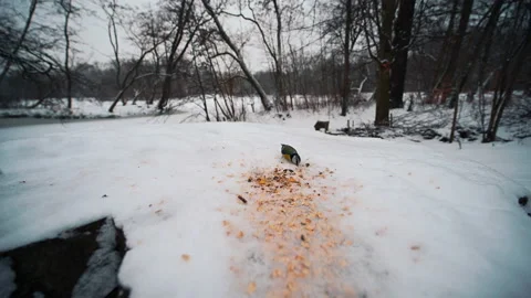 Small yellow bird picking up a seed in the snowing day from a stump Stock-Footage 148173194