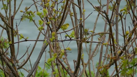 A small yellow bird resting on a thin tweak blends in with the enviorment. Stock Footage 161007843
