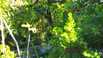 Small yellow birdhouse inside of a lemon tree. 스톡 동영상 85493305