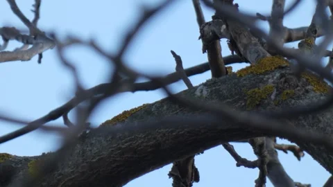 Small yellow-black bird Great tit on a branch looking for food in spring Stock Footage 248430802