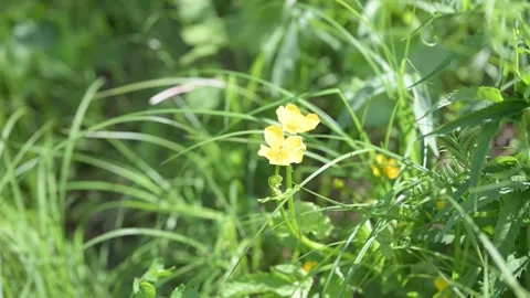 Small yellow blooms on a vine Stock Footage 336538955