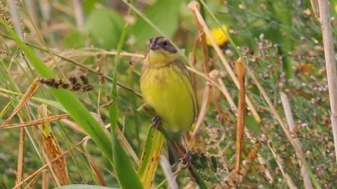 Small Yellow Breasted Bird Perching on Wild Grass in Natural Meadow Field Stock Footage 328440233