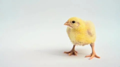 Small yellow broiler chicken on gray background. Little birds. Newborn chicks Stockbeeldmateriaal 169314484