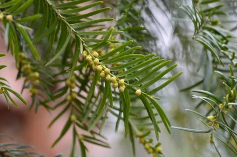 Small yellow brown globe like structures down a yew tree Taxus baccata branch Stock Photos