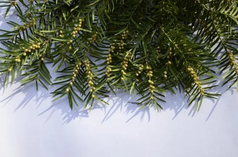 Small yellow brown globe like structures down a yew tree Taxus baccata branch Stock Photos