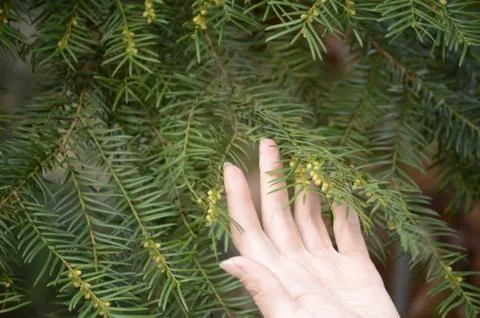 Small yellow brown globe like structures down a yew tree Taxus baccata branch Stock Photos
