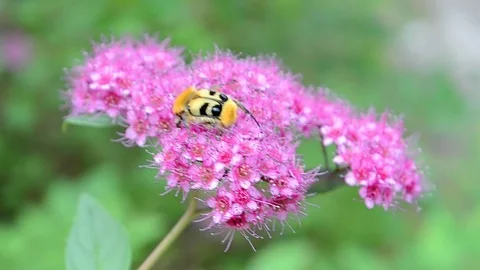 Small yellow bug on pink flower closeup, environment diversity. Video stock 71653918