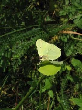 Small yellow butterfly on leaf Stock Photos