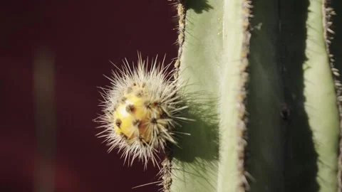 Small yellow cactus fruit growing on a larger green cactus Stock-Footage 306462908