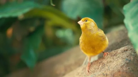 Small yellow canary bird resting on a garden stone Stock-Footage 340080068