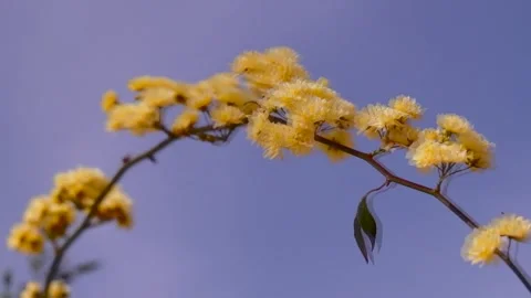 The small yellow chamomile blooms in spring Stock Footage 310180203